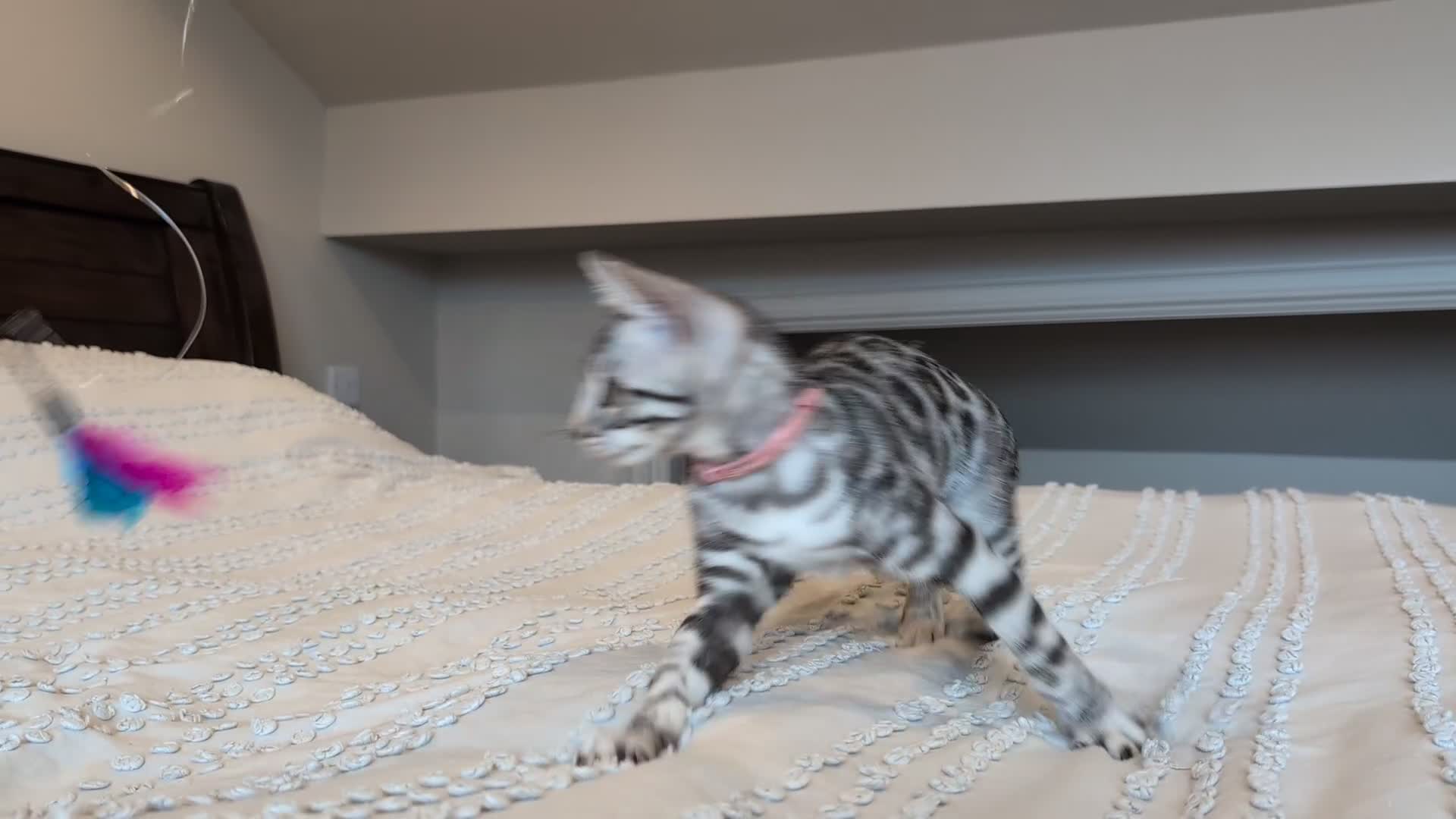 Bengal cats for sale: 🤍🖤🩶 Bengal Kittens 🩶🖤🤍 in Barnoldswick - Video 3