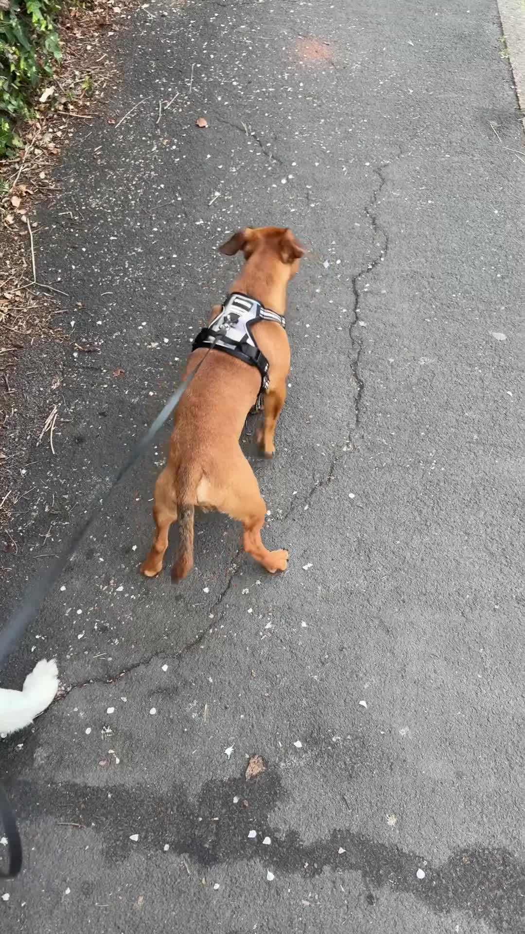 Mixed Breed dogs for sale: Rolo 7months old in Budleigh Salterton - Video 2