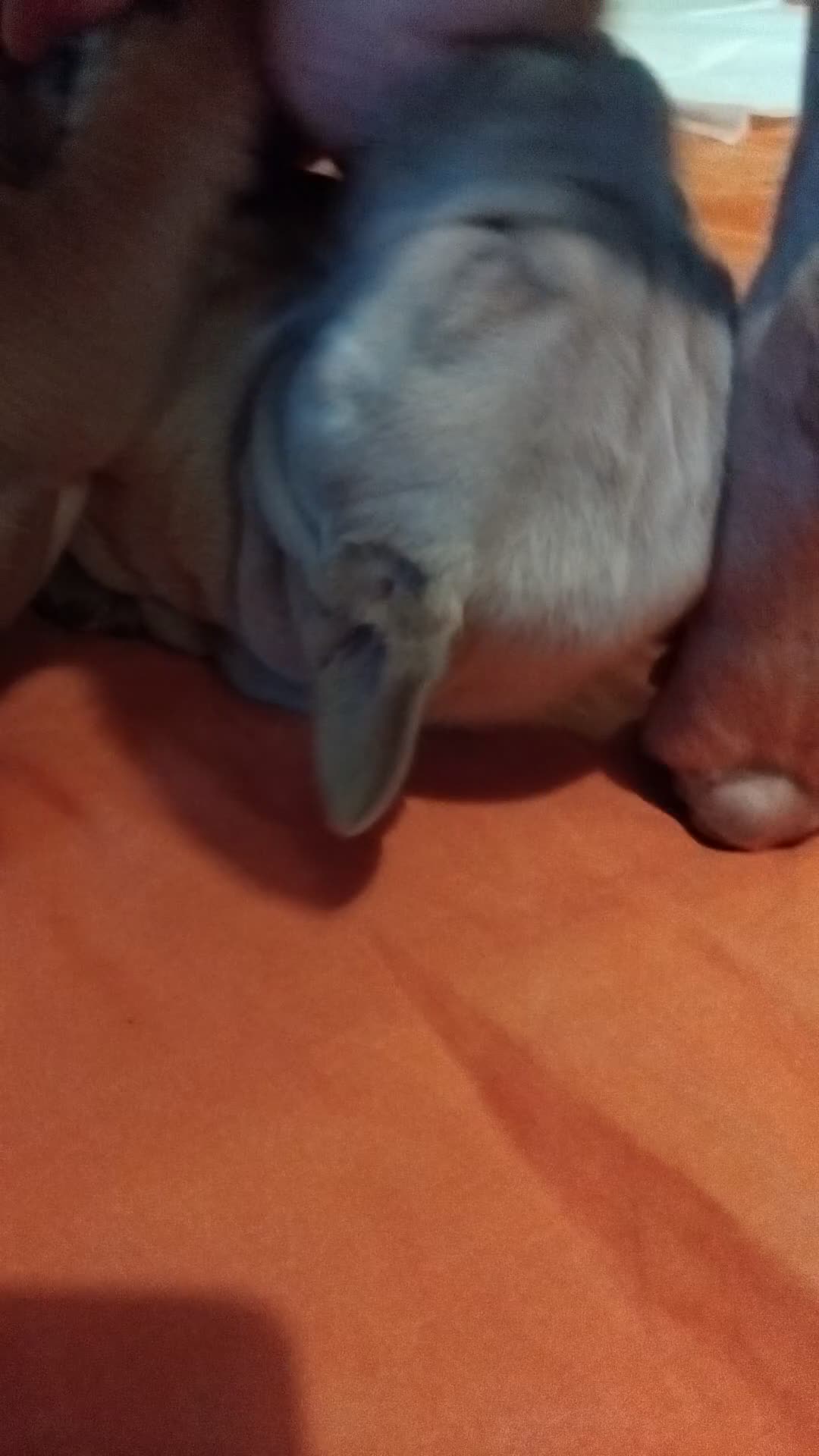 Mixed Breed dogs for sale: Exotic pocket bully cross  - Video 3