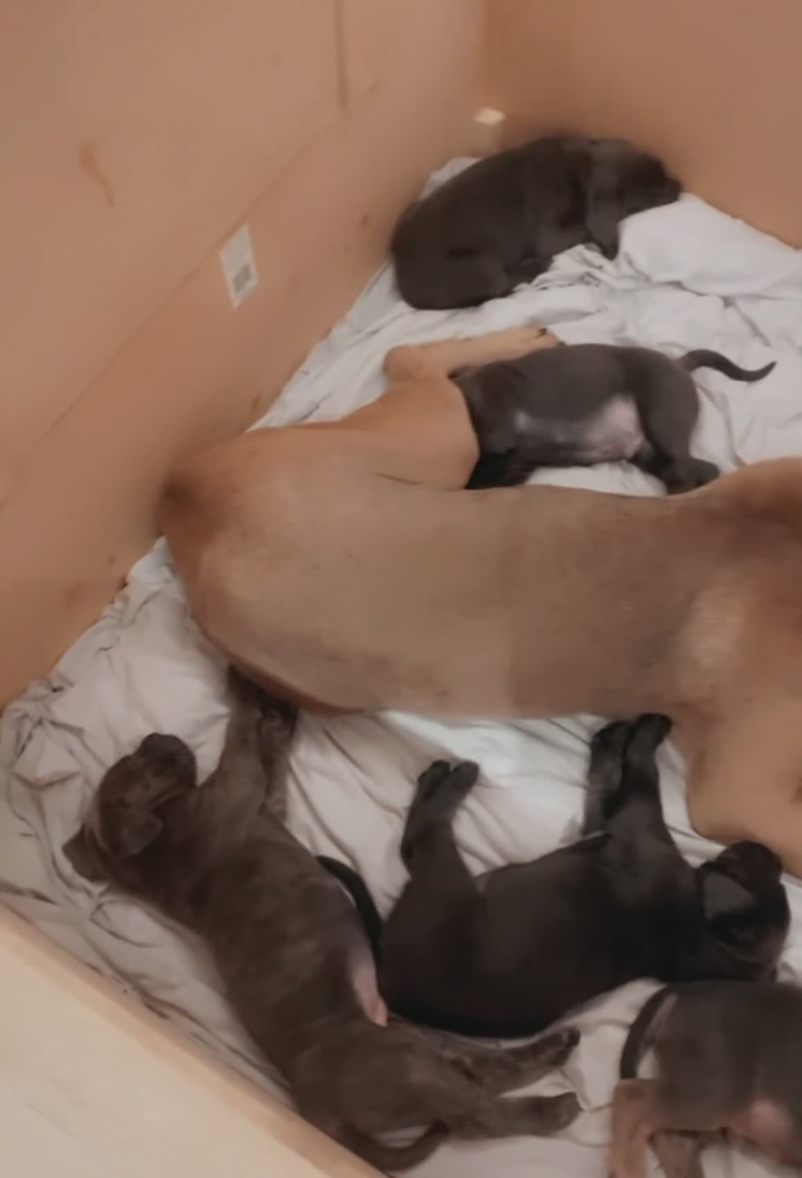 Cane Corso dogs for sale: Beautiful CaneCorso Puppies last 5 - Video 2