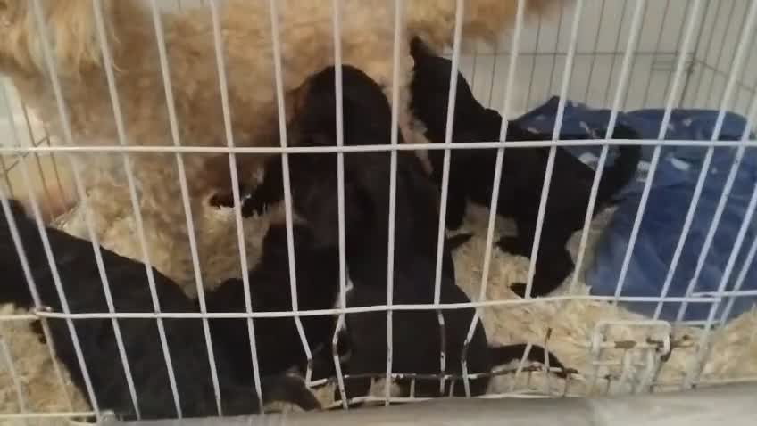 Cavapoo dogs for sale: Maltipoo  - Video 1
