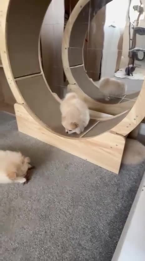 Pomeranian dogs for sale: Pure Pomeranian Puppies - Video 5