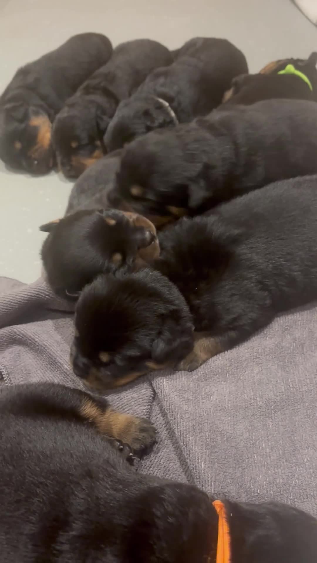 Rottweiler dogs for sale:     Premium KC Registered Rottweilers - Video 1