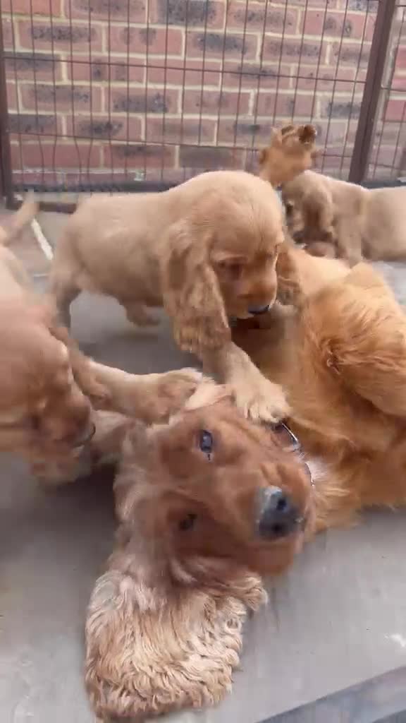 Cocker Spaniel dogs for sale: GoldenSHOW Type Cocker SPANIEL  in Iver - Video 3