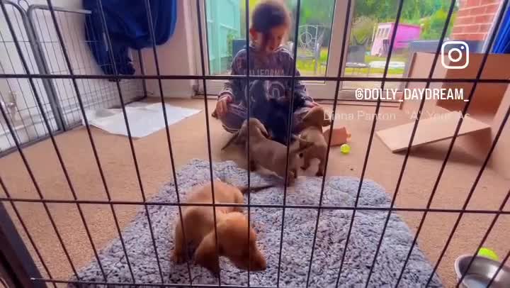 Miniature Dachshund dogs for sale: Miniature Dachshund Pups  in Banbury - Video 2