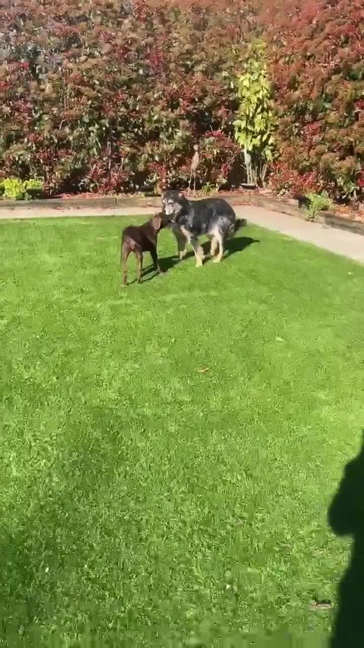 Mixed Breed dogs for adoption: Mani – Loving Pointer xx Looking for Forever Home in Iver - Video 2