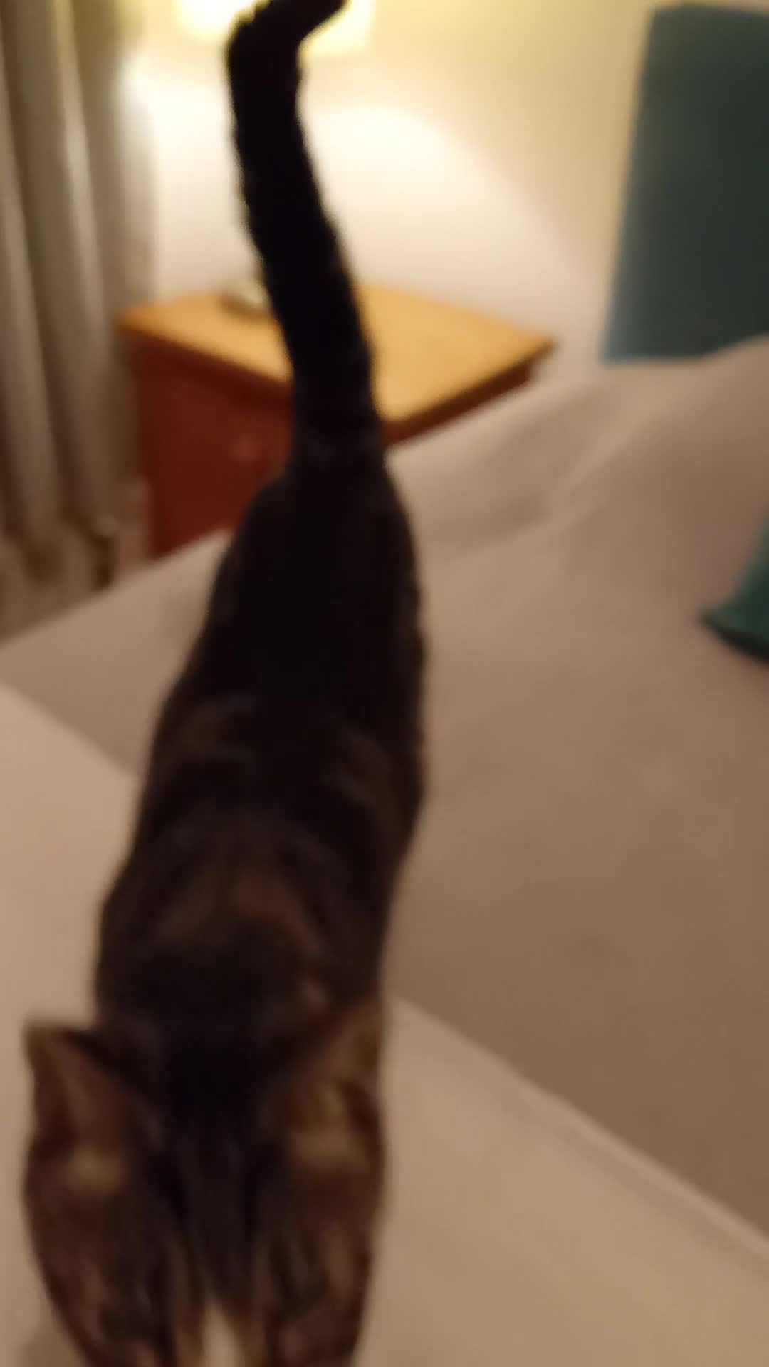 Domestic Shorthair cats for sale: Dog Friendly Tabby Cat Seeking New Family! - Video 1