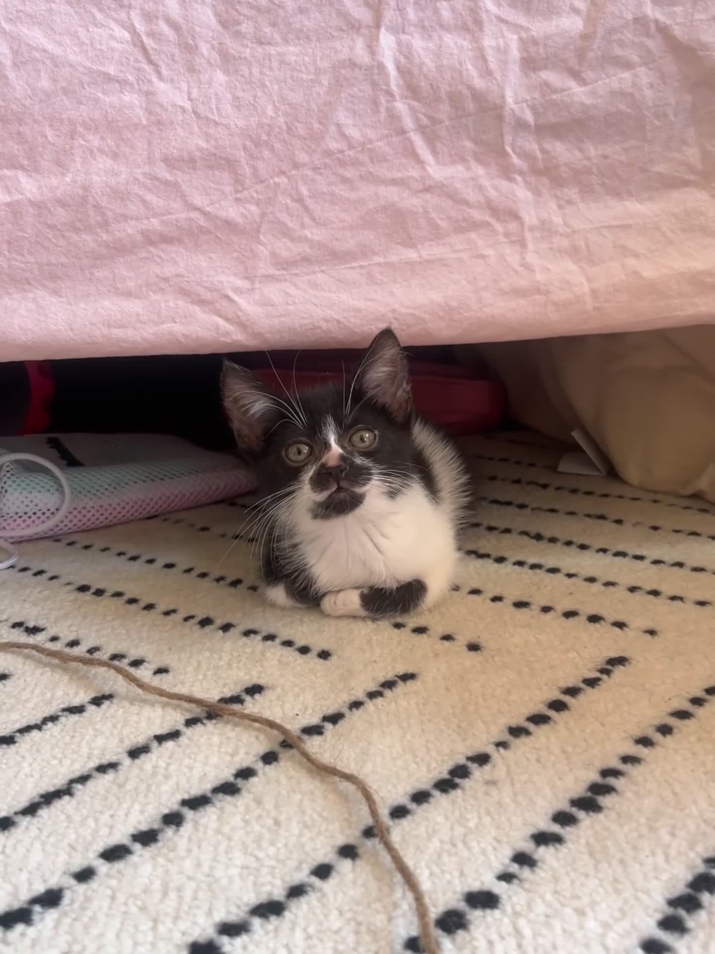 American Shorthair cats for sale: 4-Month-Old Female American Shorthair Kitten in London - Video 2