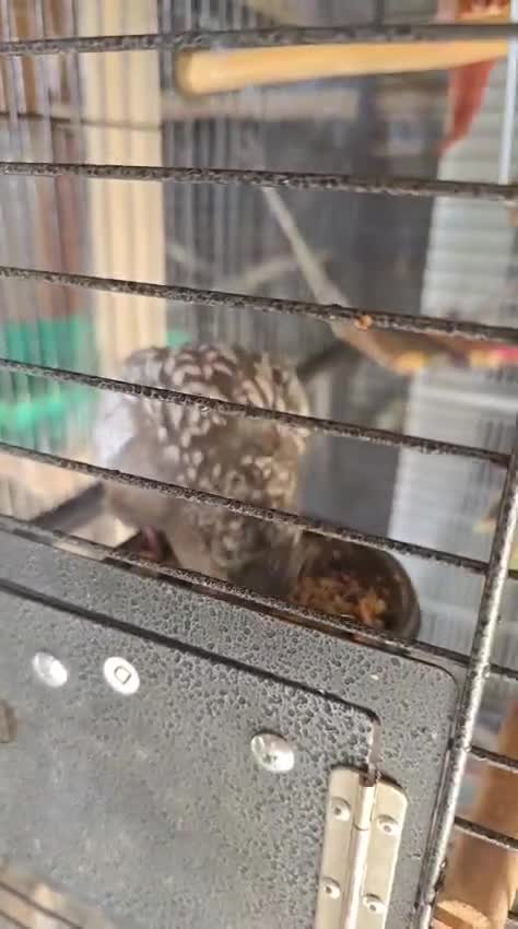 Cockatiels birds for sale: Cockatiels pair available - Video 2