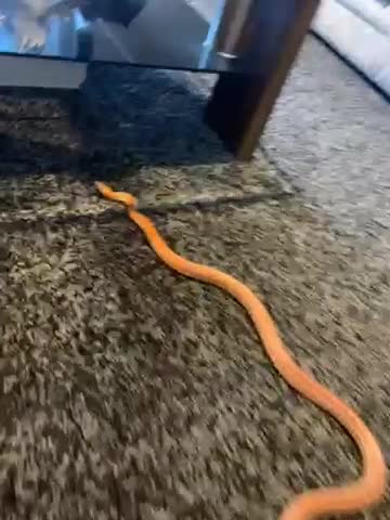 Corn Snake reptiles for sale: 10 month corn snake sunkist tetra morth  in Mansfield - Video 1