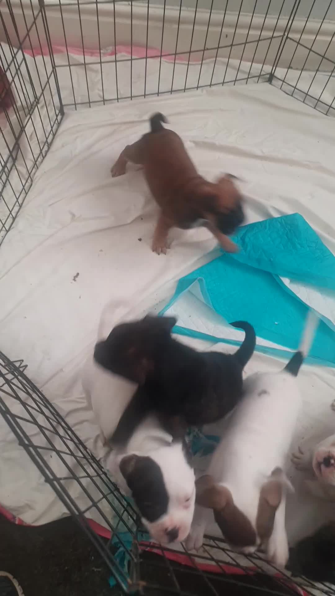 Mixed Breed dogs for sale: Oldtyme x bulldogs - Video 2