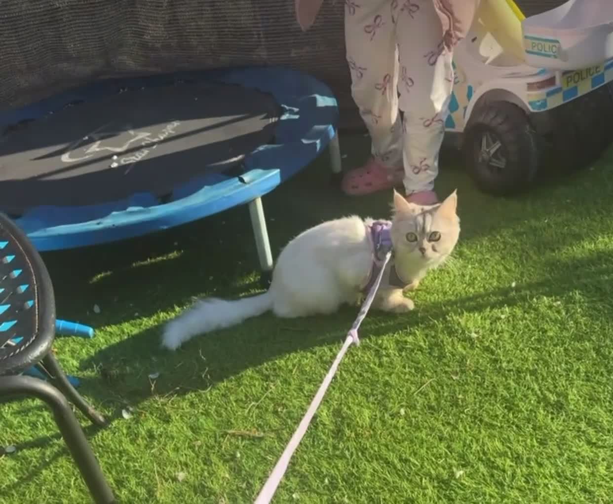 Persian cats for sale: Persian long hair cat in Newcastle upon Tyne - Video 1