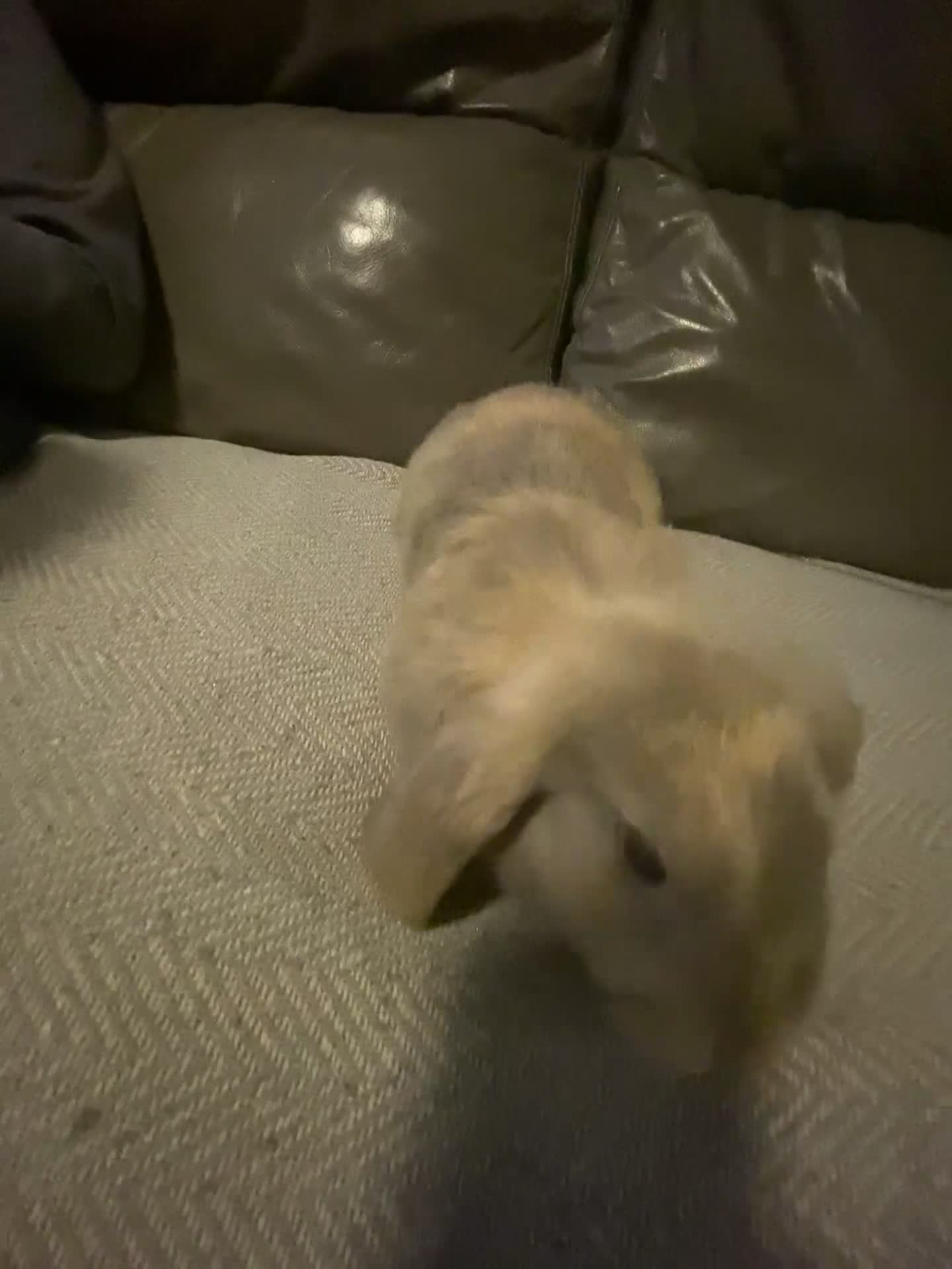 Mixed Breed rabbits for sale: Beautiful amazing rabbits  - Video 2