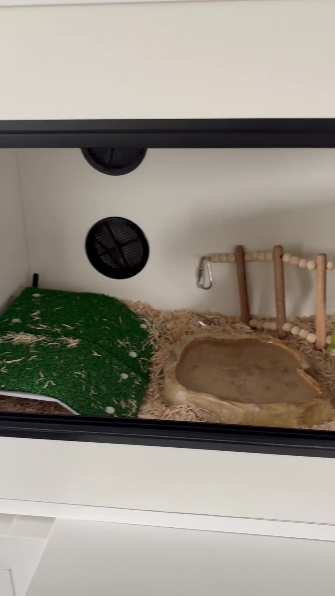 Corn Snake reptiles for sale: Corn snake & enclosure for sale  - Video 2