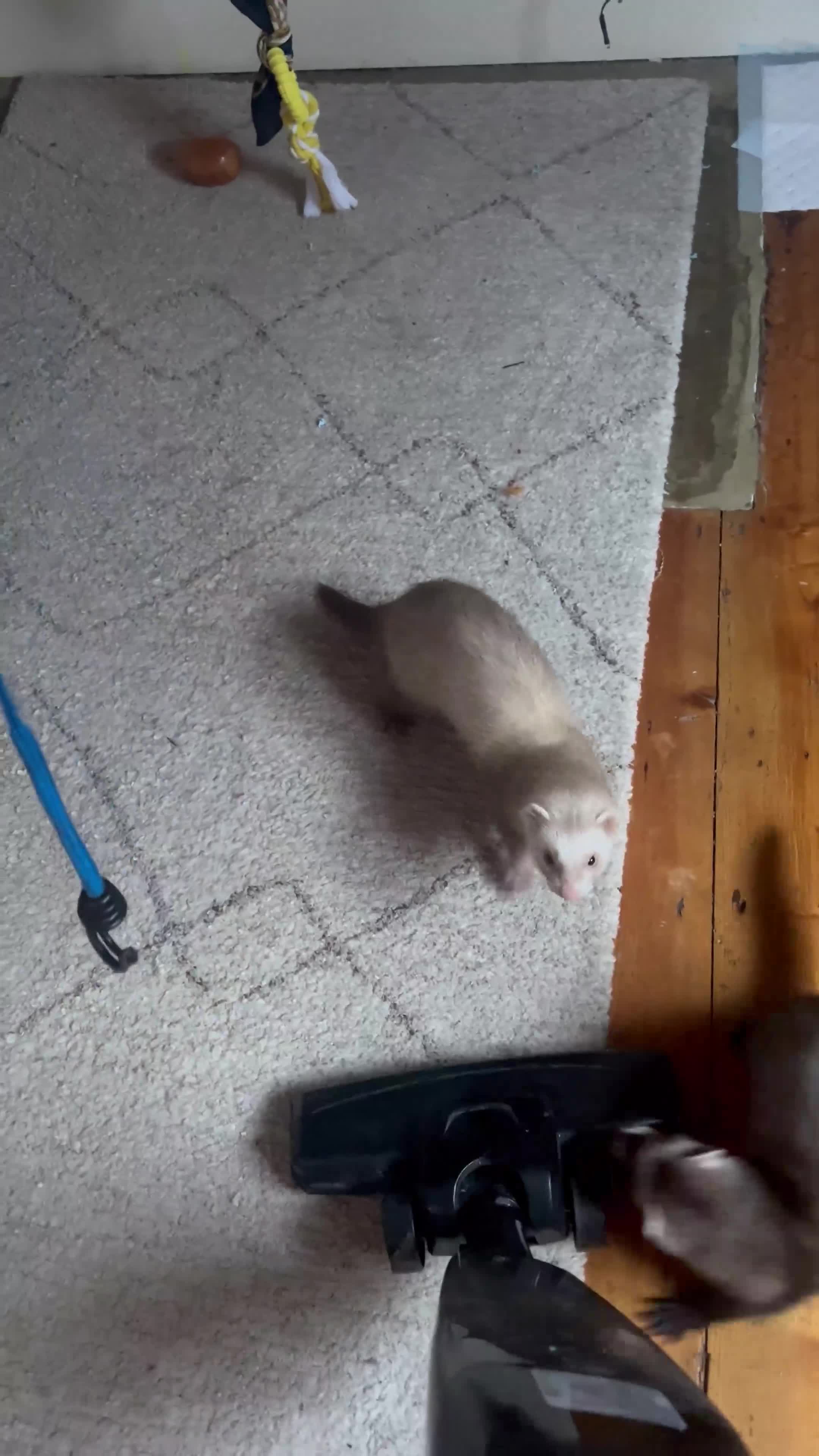 Ferret rodents for sale: 2 Jills to rehome ! - Video 3