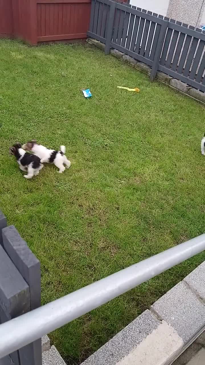 Fox Terrier dogs for sale: KC Reg Wire Fox Terrier Puppies READY NOW - Video 3