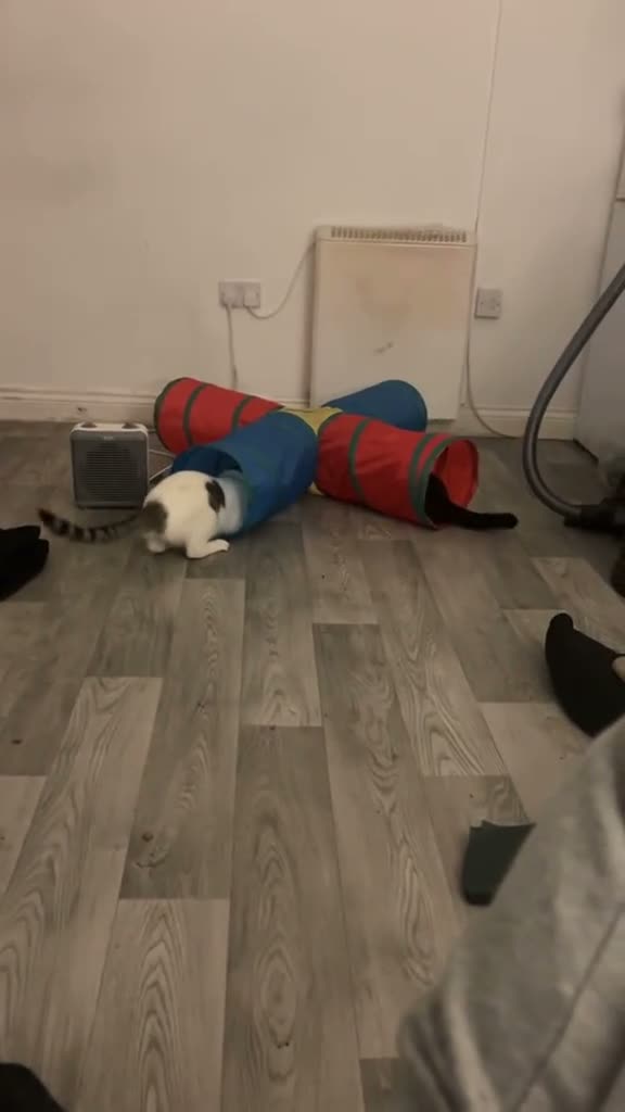 Mixed Breed cats for sale: Clipper in Leicester - Video 2