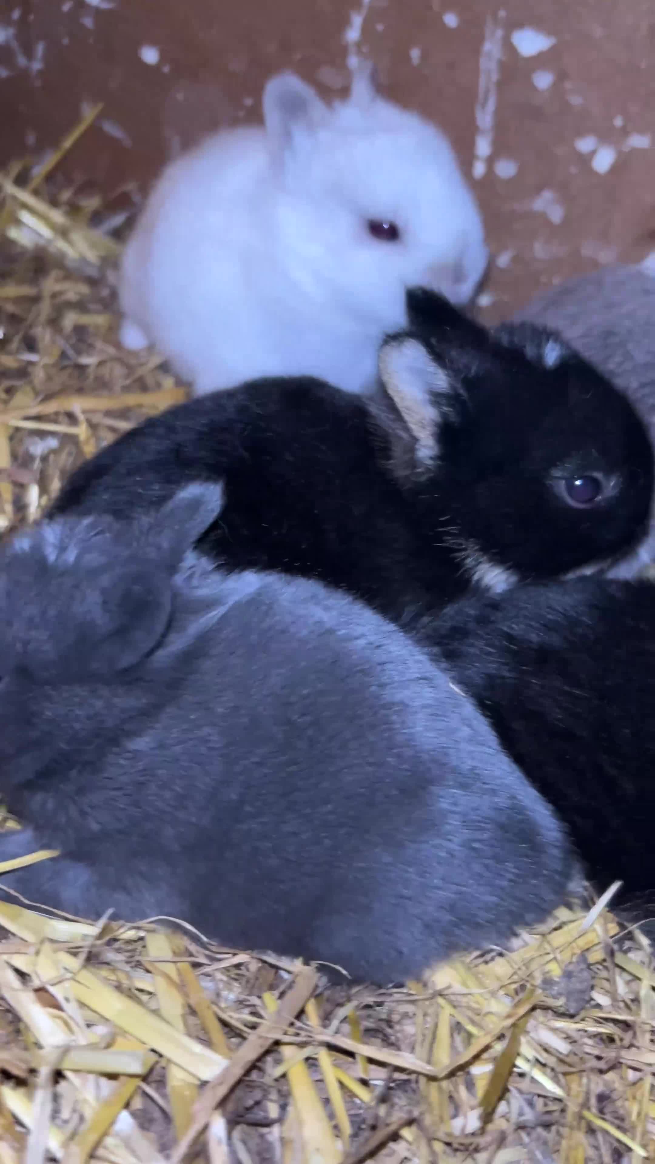 Netherland Dwarf rabbits for sale: Baby Prue breed neatherland dwarf rabbits unsexed - Video 1