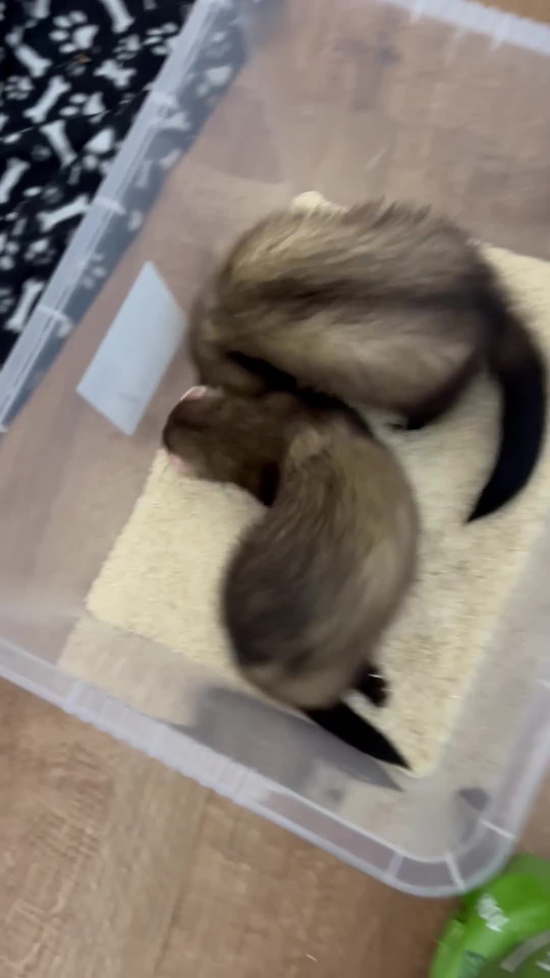 Ferret rodents for sale: 2 male ferrets  - Video 2