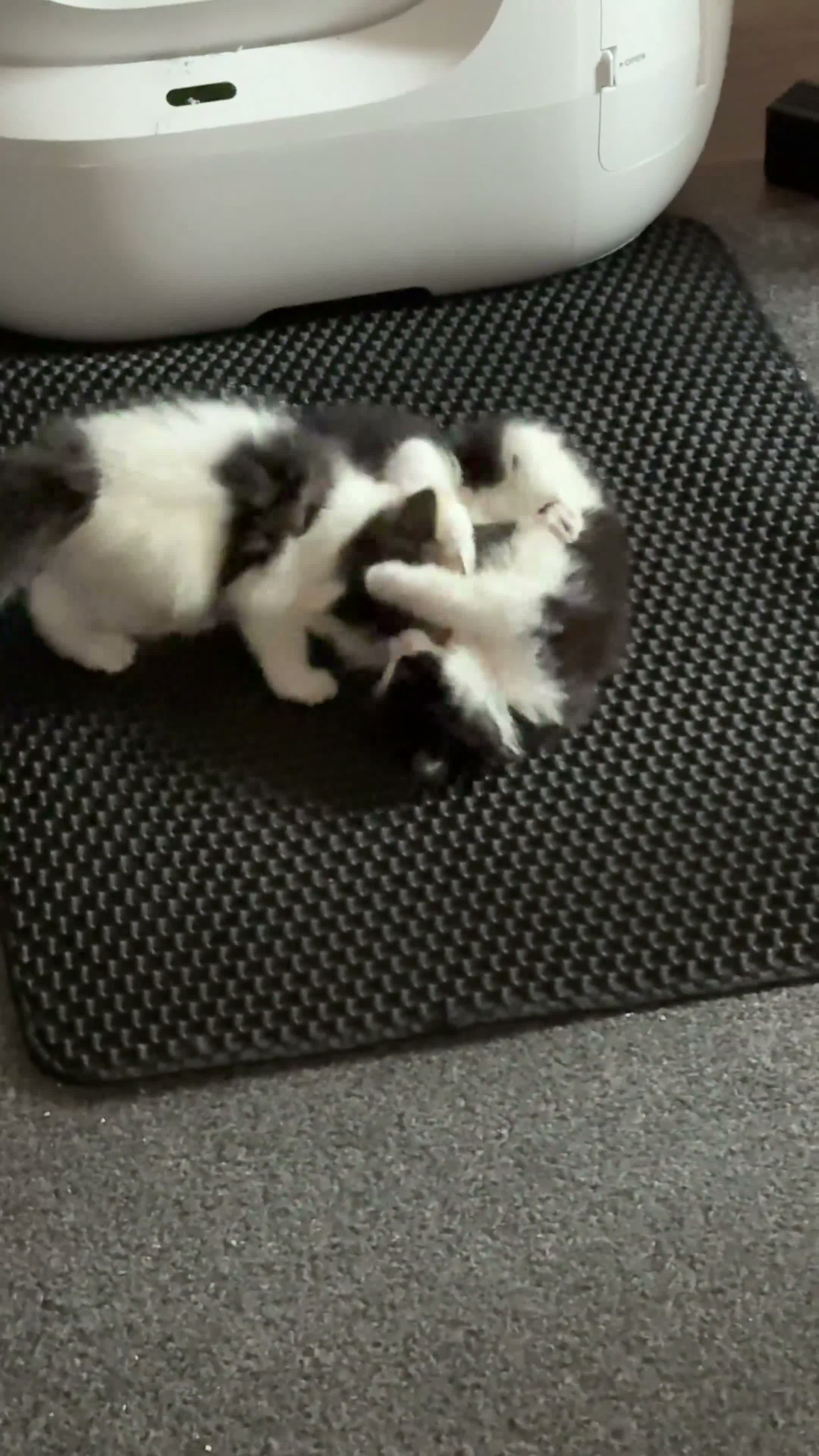 Norwegian Forest Cat cats for sale: Norwegian Forest Kittens - Video 1
