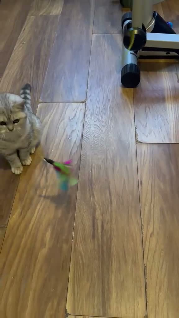 British Shorthair cats for sale: British Shorthair Kittens for sale - Video 2