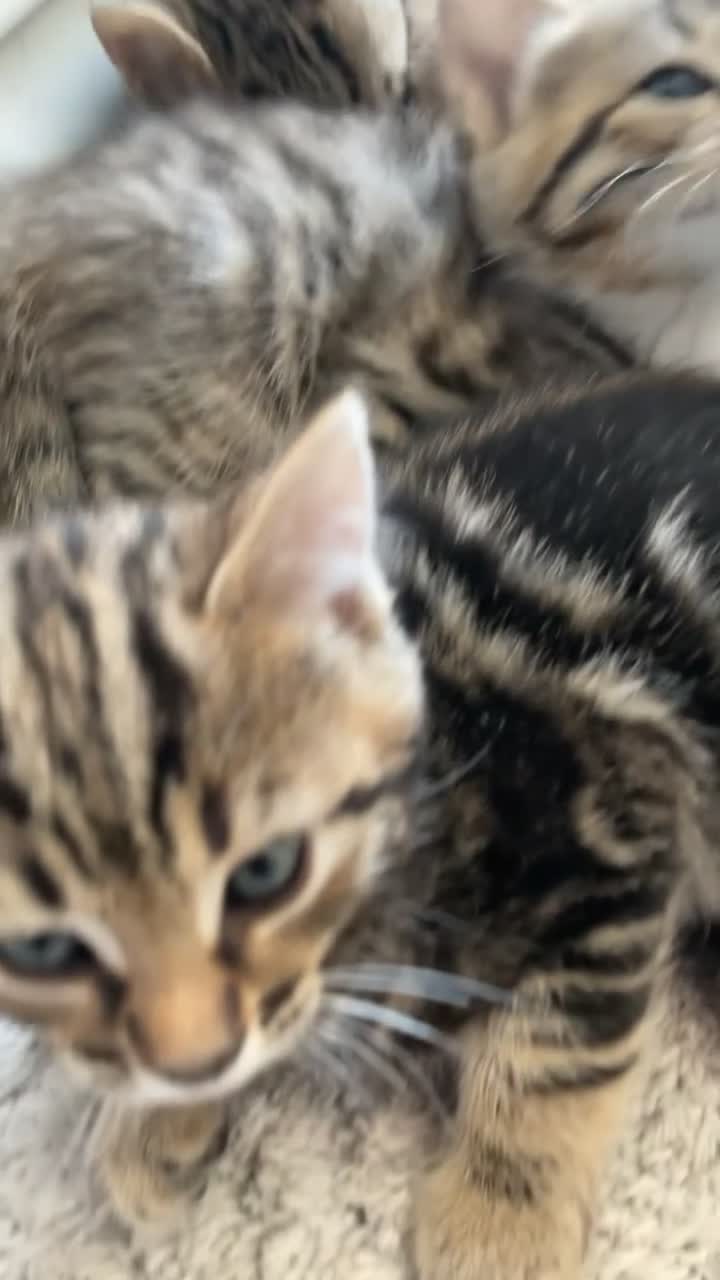 Mixed Breed cats for sale: BENGAL MIX KITTENS 4 SALE SOUTH LONDON - Video 2