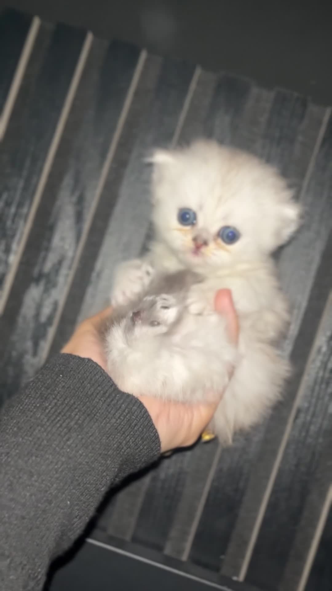 Persian cats for sale: Persian kittens - Video 3