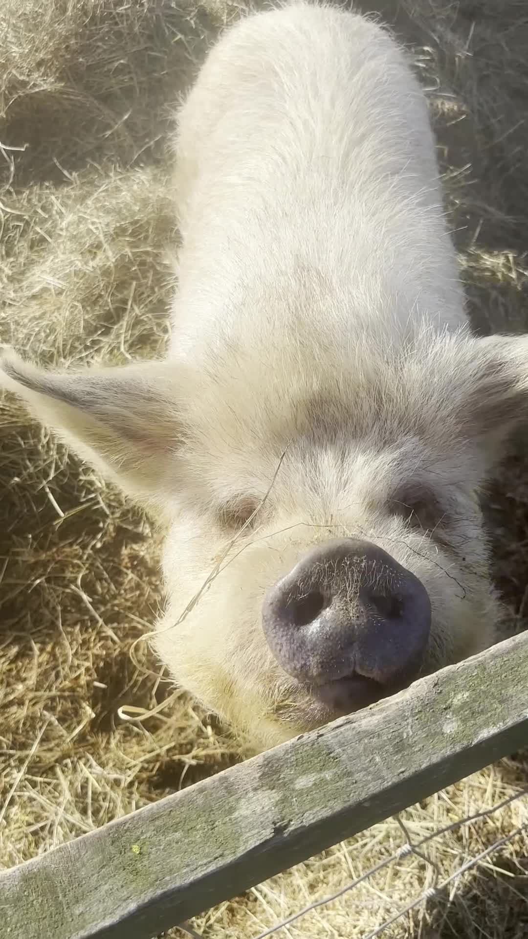 Pig livestock for sale: 2 kune kune female - Video 1