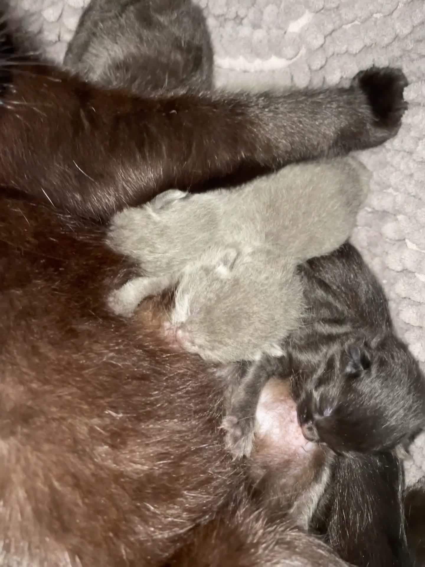 Mixed Breed cats for sale: Ragdoll cross beautiful friendly kittens - Video 3