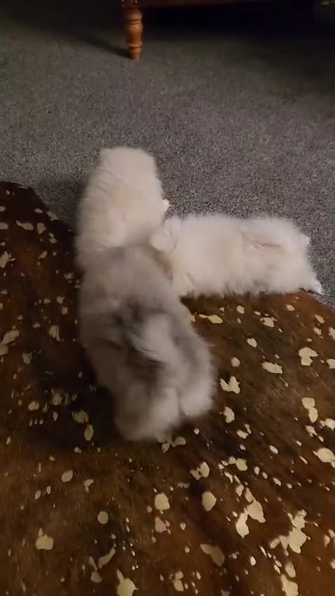Pomeranian dogs for sale: K C registered beautiful Pomeranians - Video 2