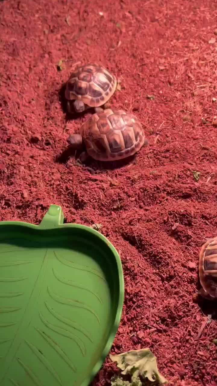 Tortoise reptiles for sale: Testudo Hermanni tortoises for sale-3 months old  - Video 2