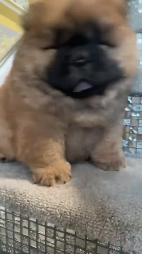 Chow Chow dogs for sale: STUNNING CHOW CHOW PUPPIES READY NOW - Video 5