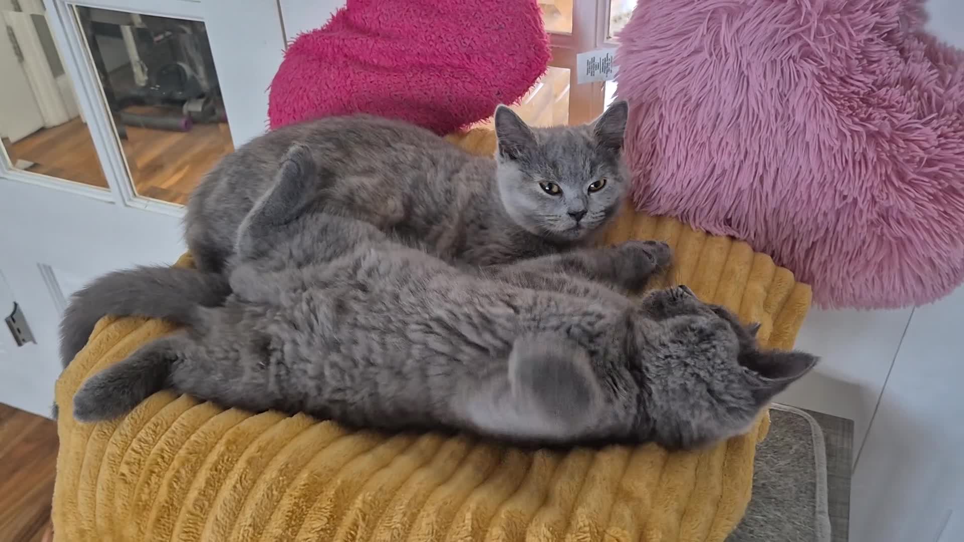 British Shorthair cats for sale: Ready! GCCF parents with champions in line,BSH - Video 1