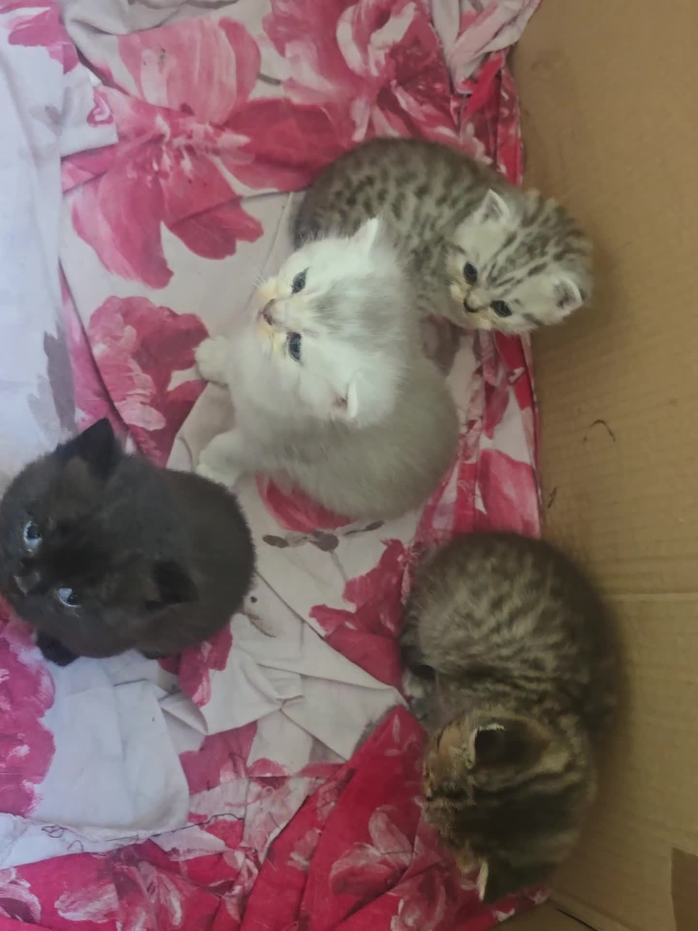 British Shorthair cats for sale: British shorthair kittens - Video 1