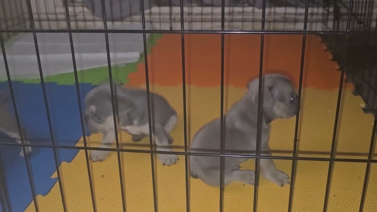 French Bulldog dogs for sale: Full French bulldog puppies  - Video 1