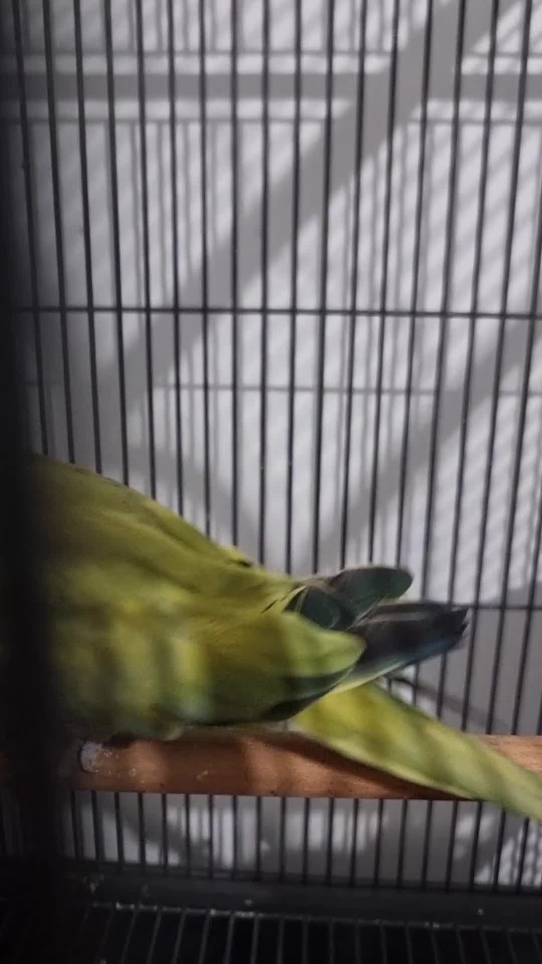 Parrots birds for sale: Beautiful female rare ringneck talking parrot  - Video 1