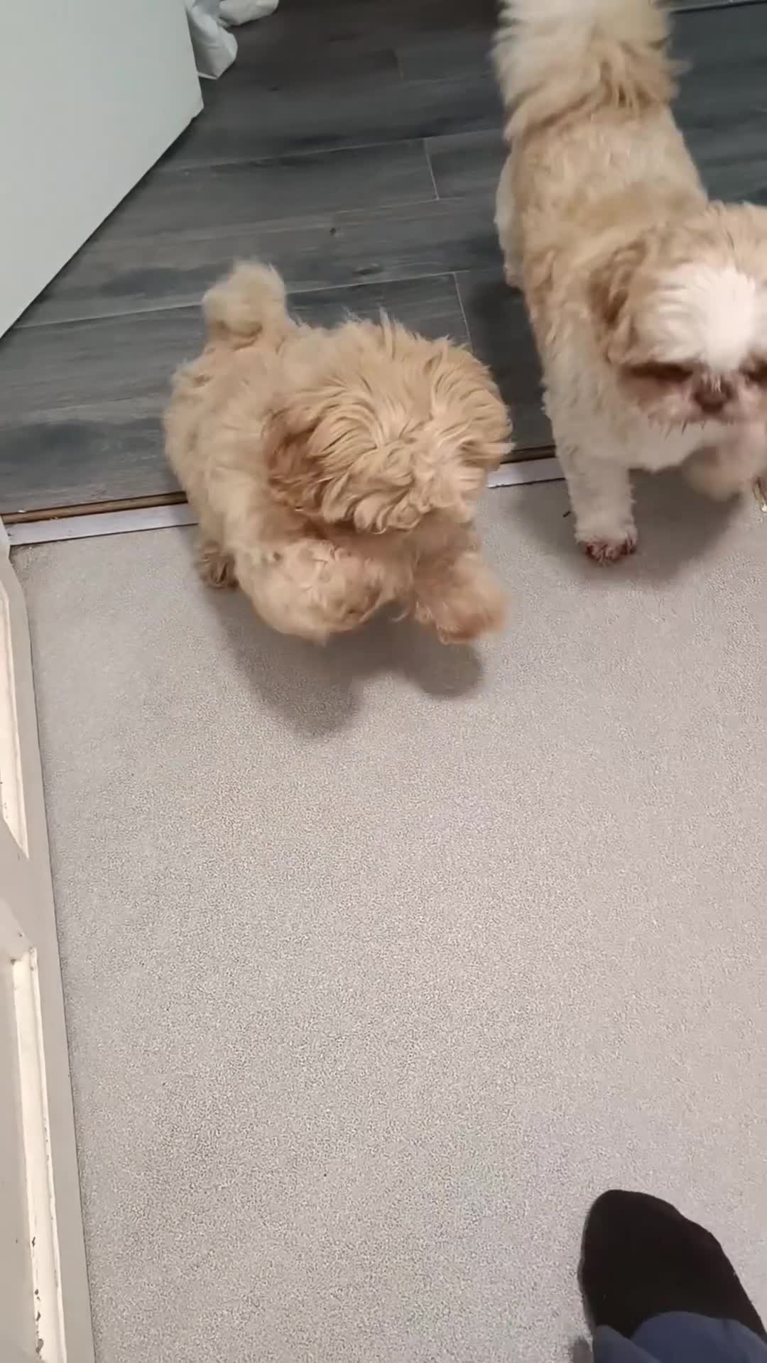 Shih Tzu dogs for sale: Imperial shih-tzus one cream boy left - Video 1