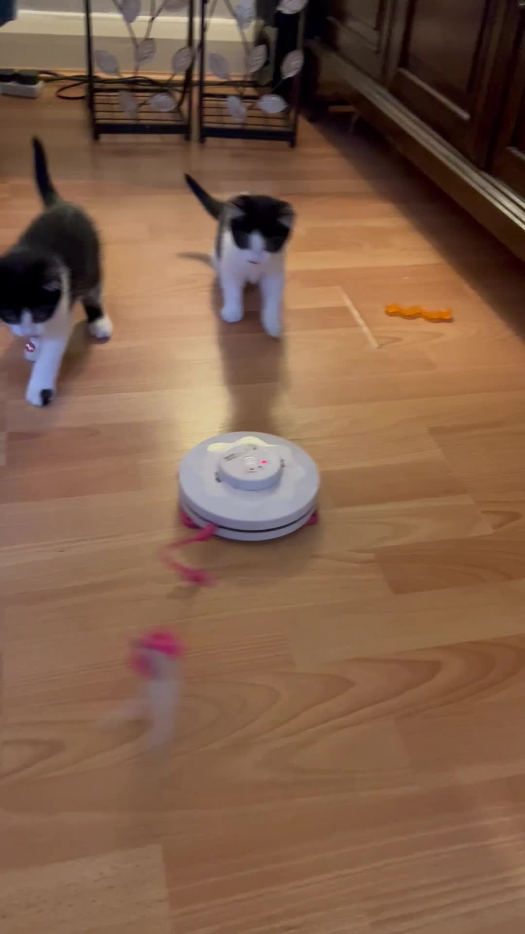 Mixed Breed cats for sale: Fabulous fun , fluffy and  happy kittens  - Video 1