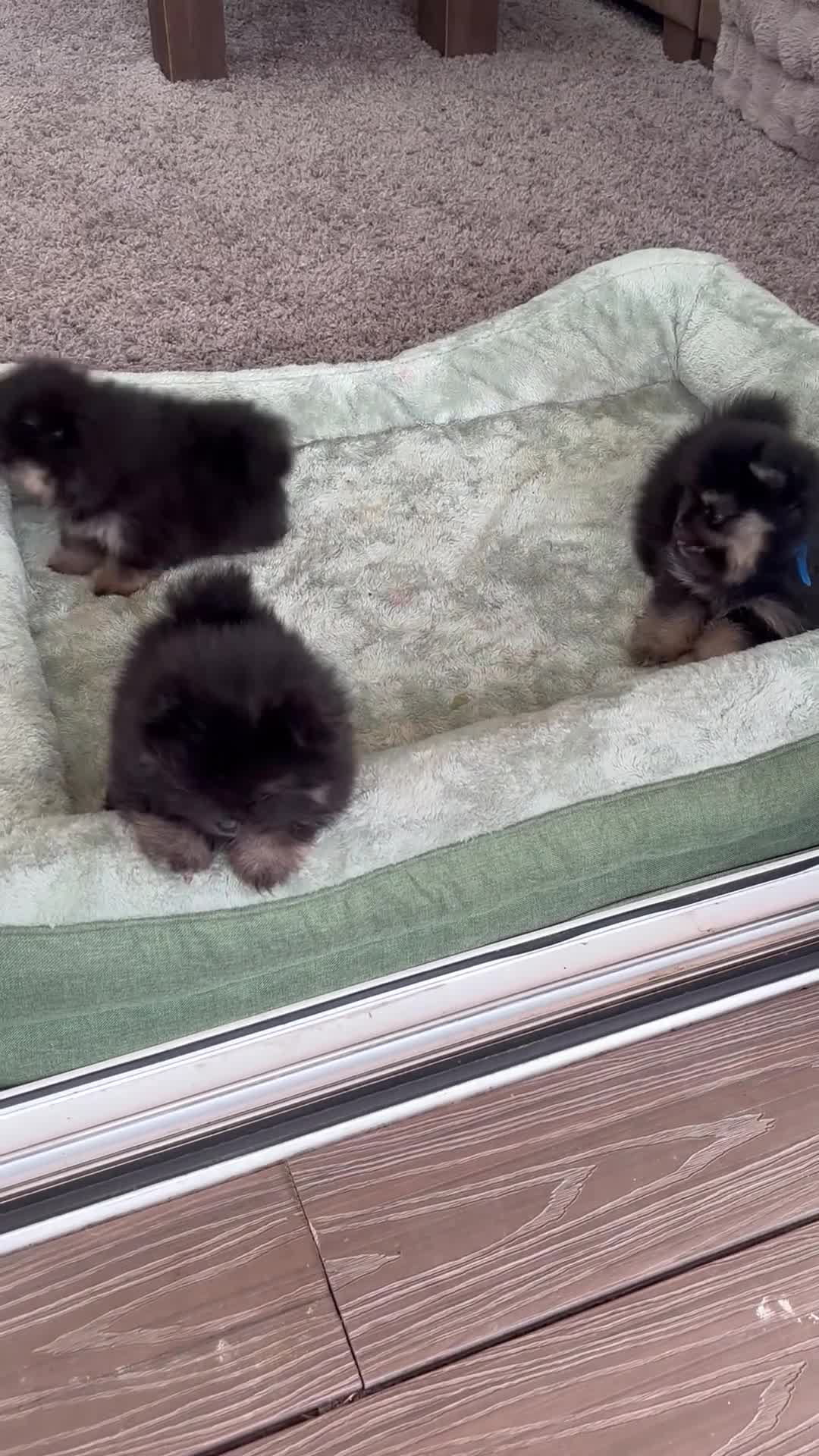 Pomeranian dogs for sale: KC registered Pomeranian  - Video 1