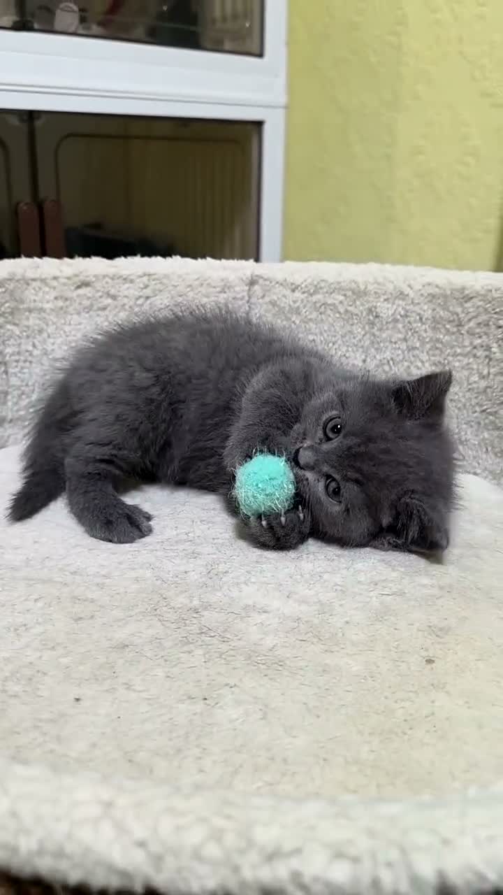 British Shorthair cats for sale: British shorthair little boy 💙 - Video 1