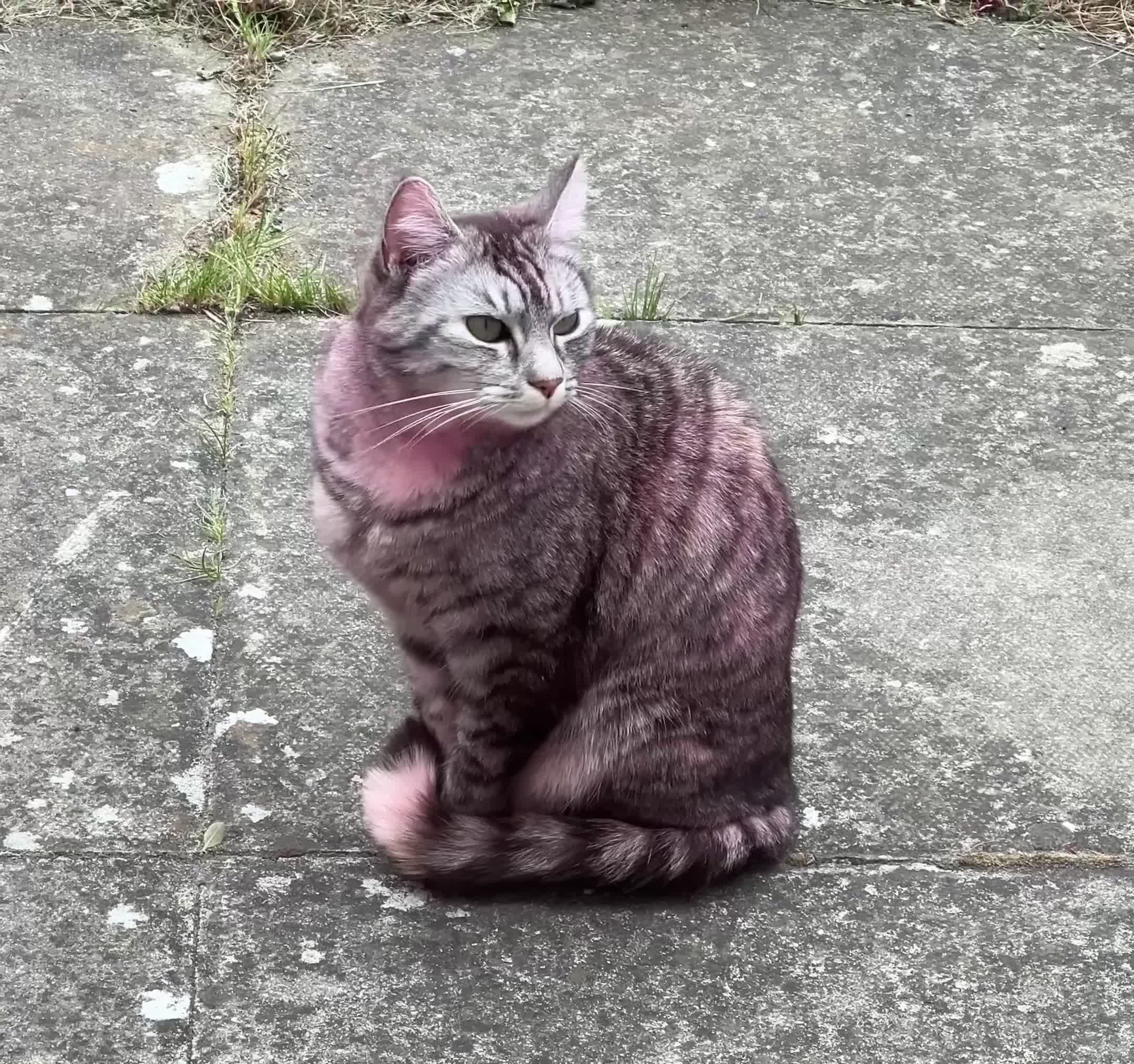Domestic Shorthair cats for sale: Grey & White Tabby, 5, Vaccinated & Neutered in London - Video 1