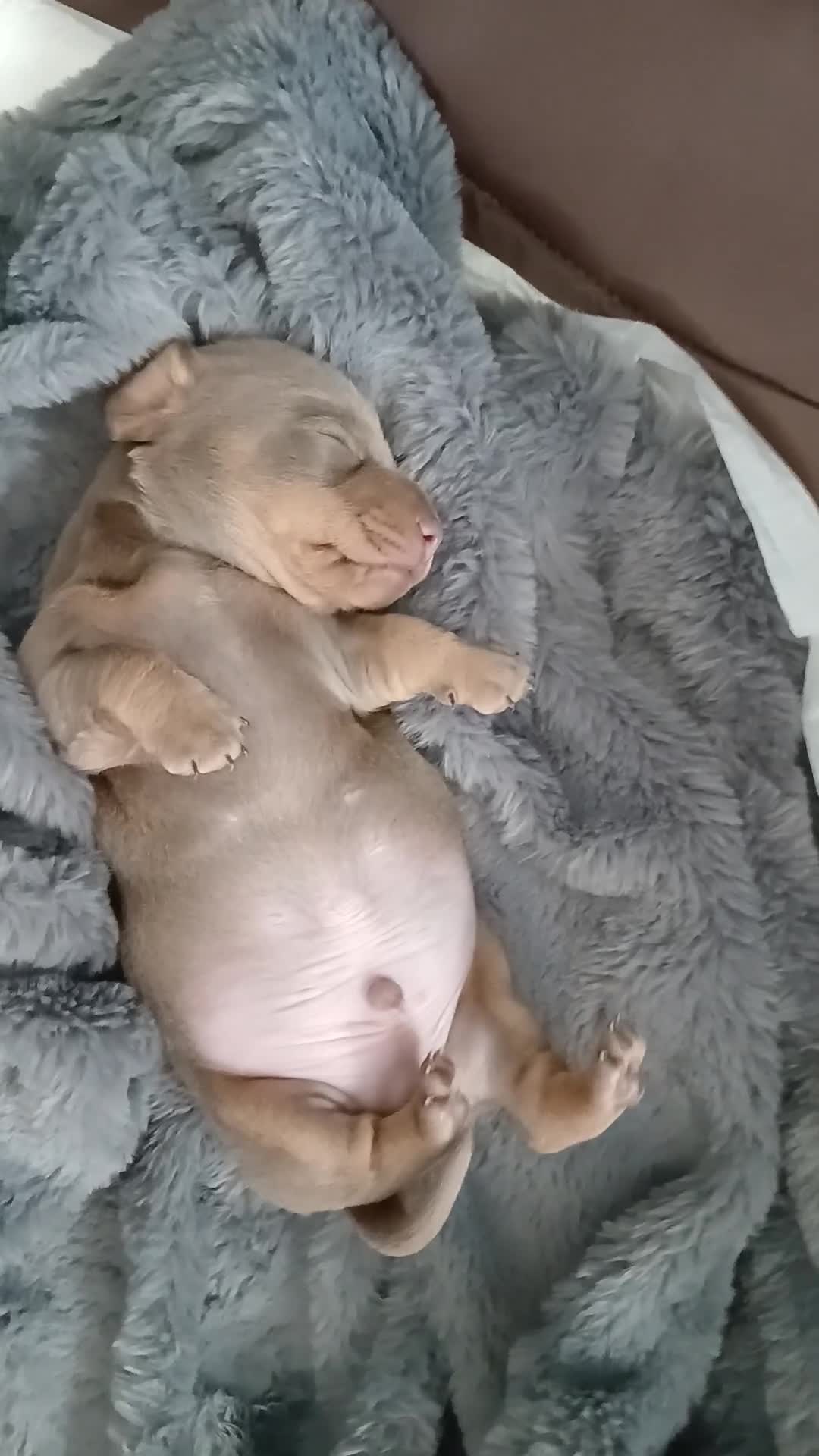 Miniature Dachshund dogs for sale: 2 beautiful boy miniature  dachunds  - Video 2
