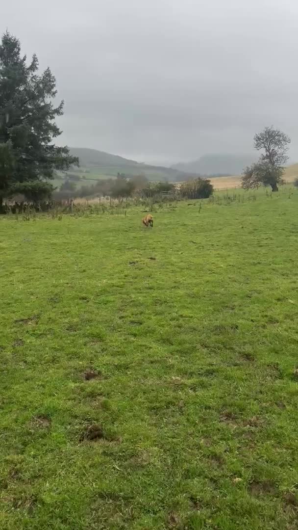 Cocker Spaniel dogs for stud: KC REGISTERED WORKING COCKER SPANIEL FOR STUD in Rhayader - Video 2
