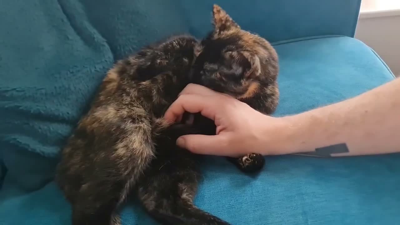 Domestic Shorthair cats for sale: Sweet and Dopey Girl Pidge Seeking Loving Home - Video 1