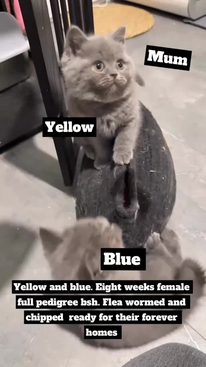British Shorthair cats for sale: Full pedigree. Bsh kittens  - Video 1