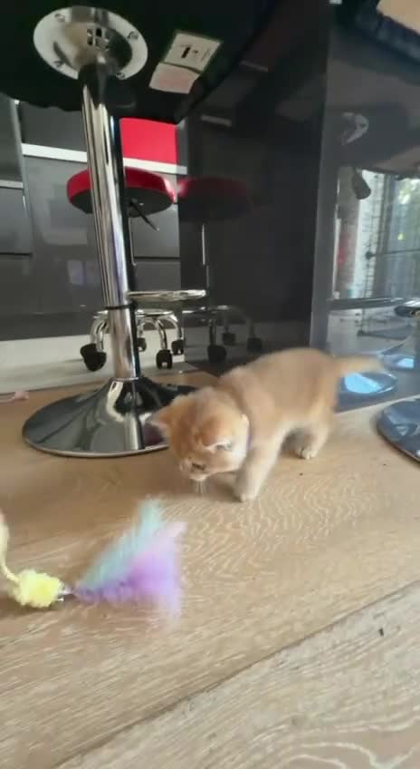 British Shorthair cats for sale: British Shorthair Kitten Golden Tipped Colourpoint - Video 5