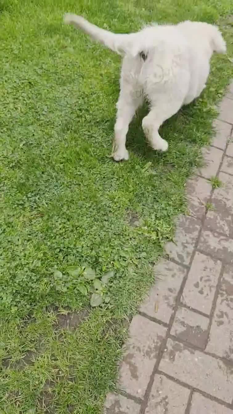 Golden Retriever dogs for sale: Adorable Fluffy Cream Retriever - Video 1