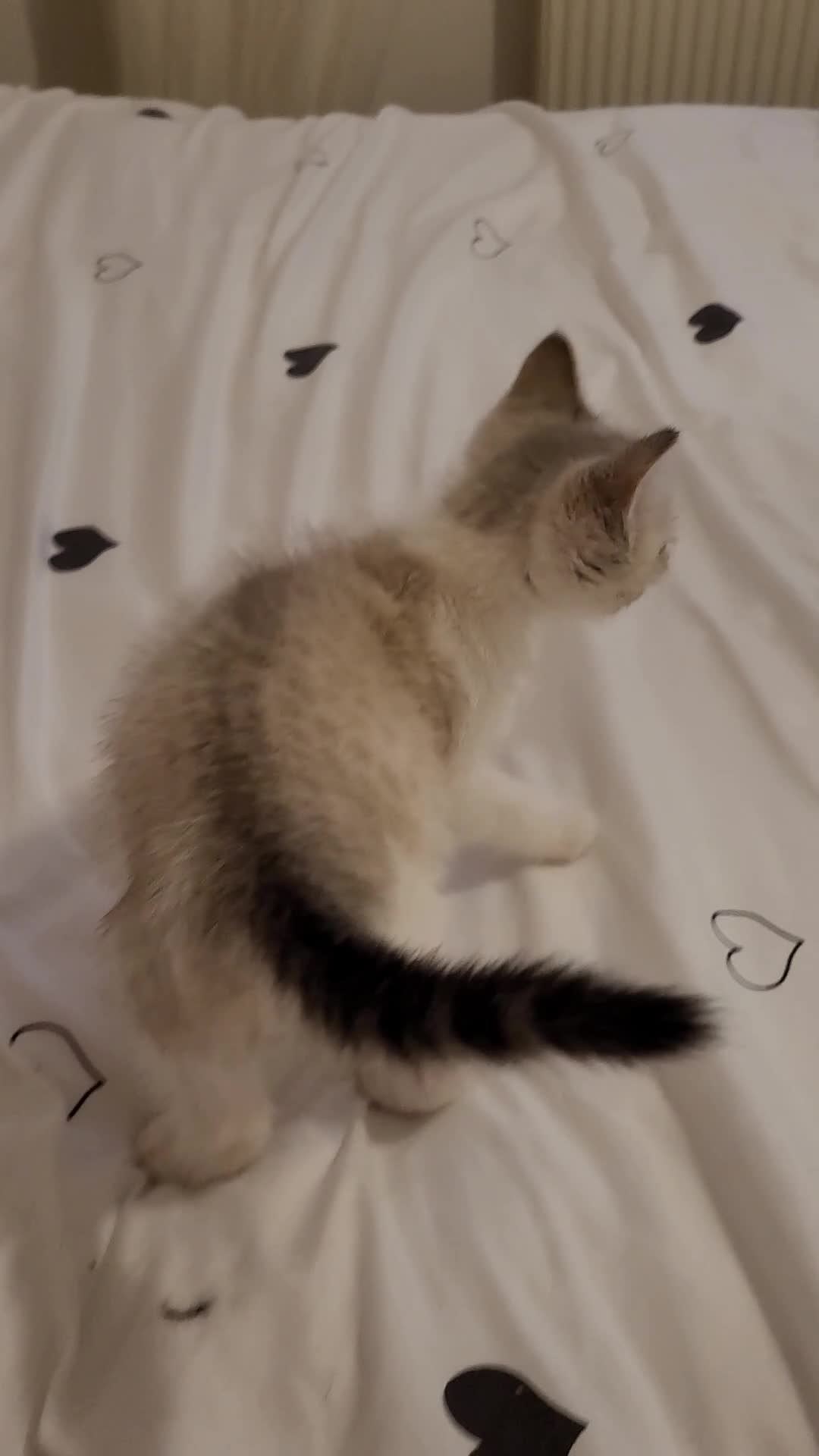 Mixed Breed cats for sale: Kittens - Video 1