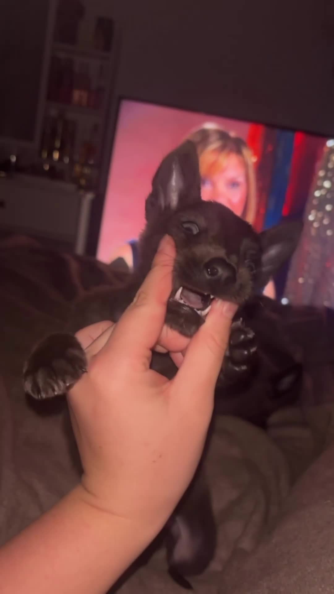 Belgian Shepherd Dog dogs for sale: Blue dutch herder puppy - Video 2