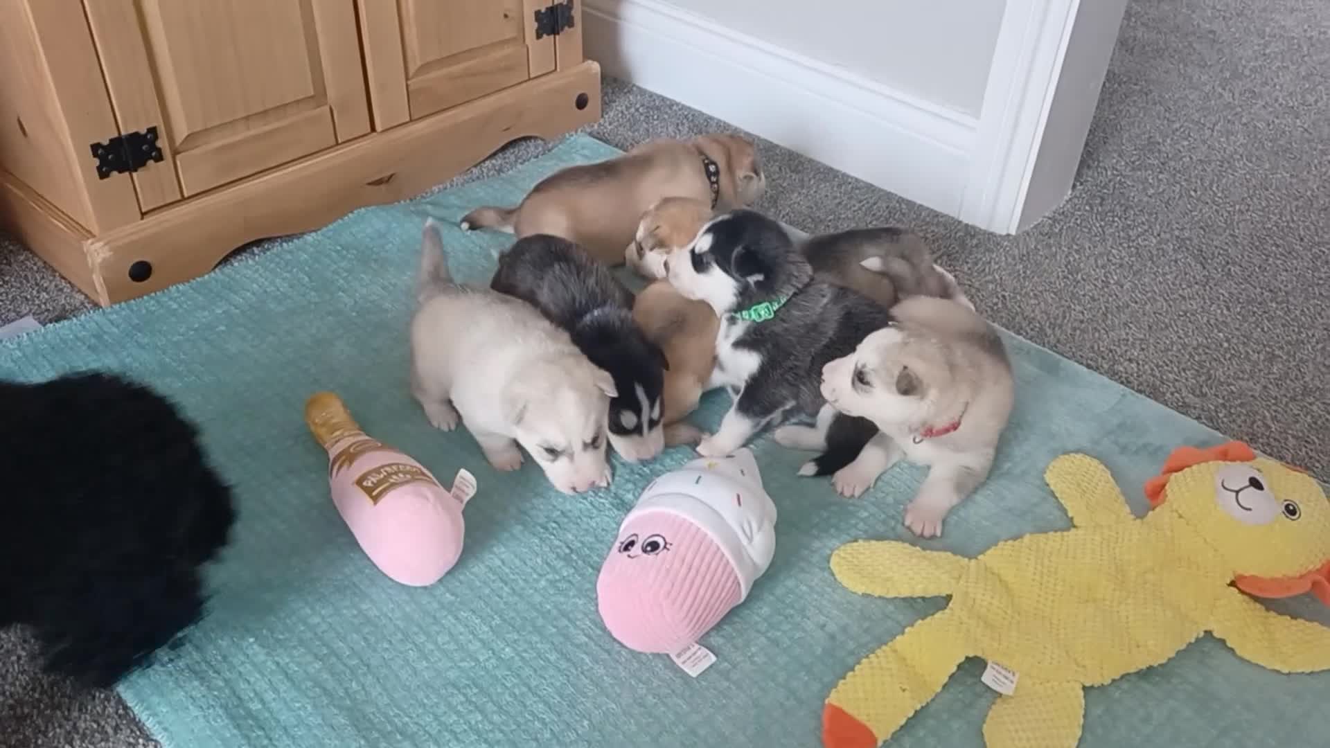 Siberian Husky dogs for sale: 🩵2 beautiful siberian husky boys left🩵 - Video 2